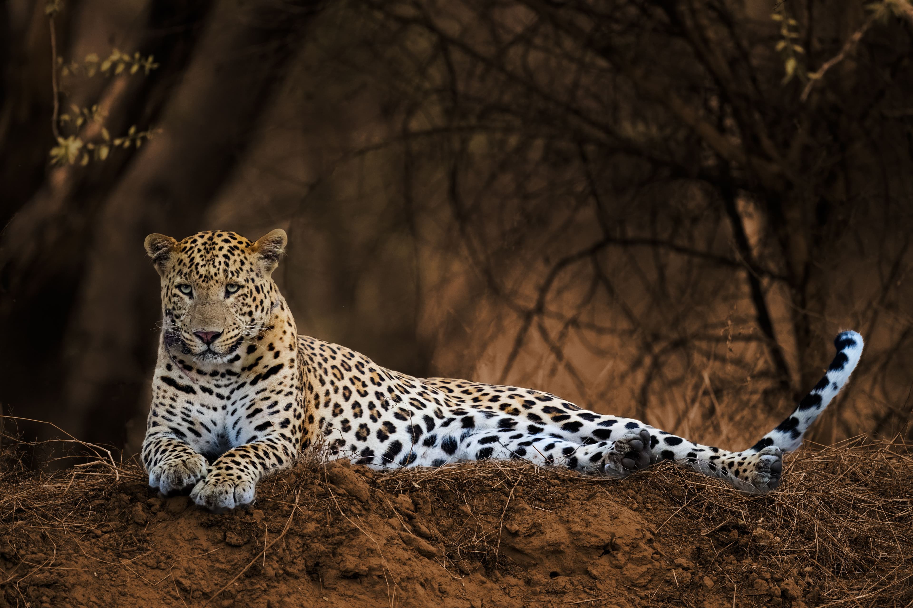 Best Time to Visit Ranthambore: Month-by-Month Guide