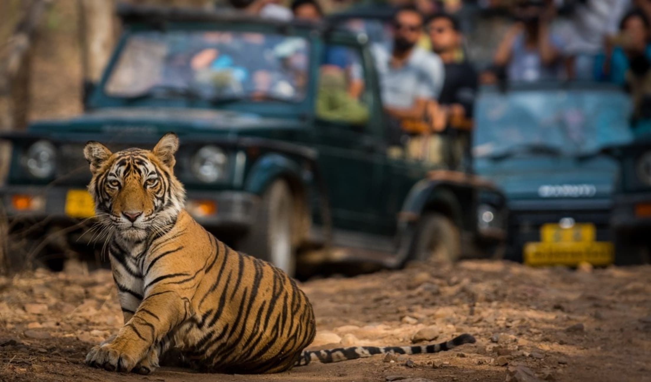 Complete Ranthambore Safari Booking Guide 2026