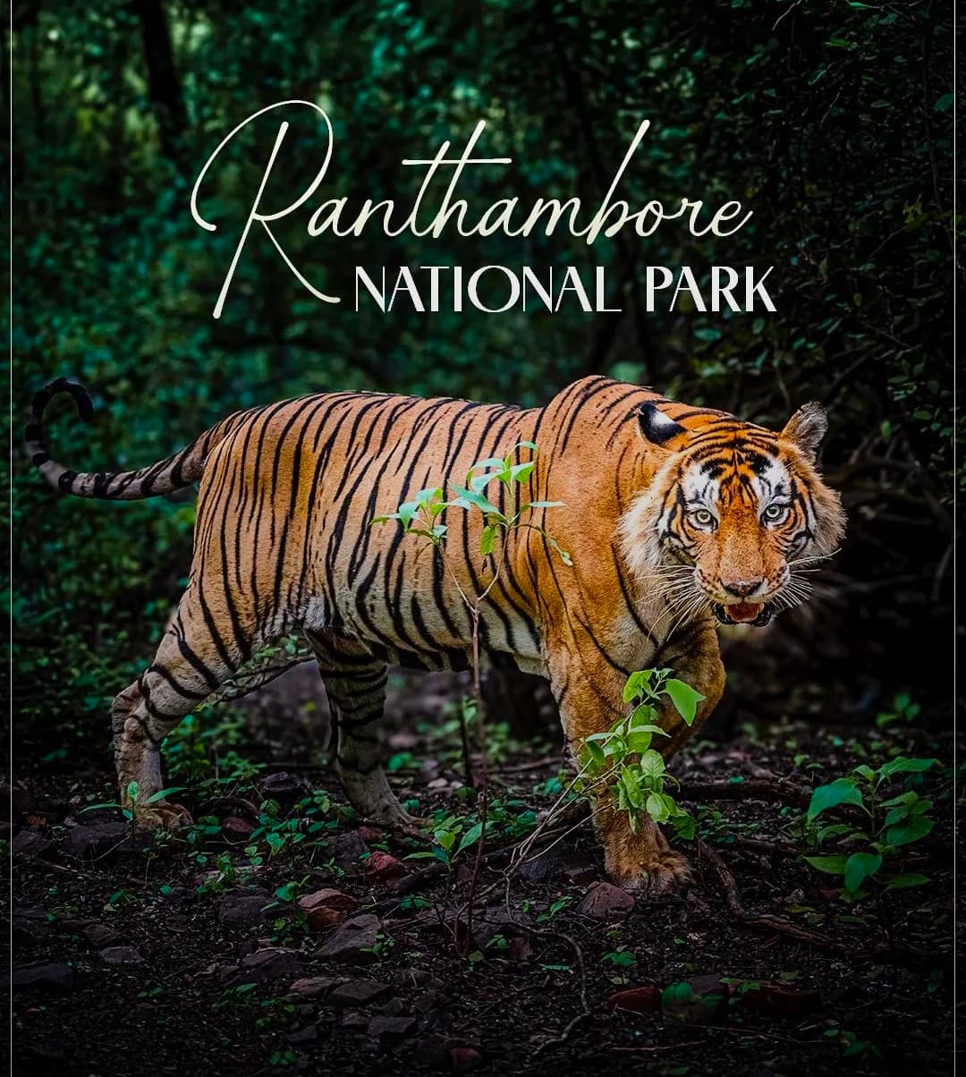 Ranthambore: gypsy or canter safari