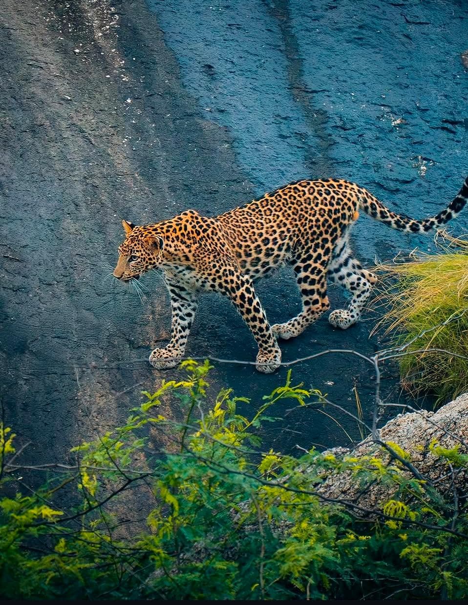 Jawai leopad safari photoghaphy tour — photo 5