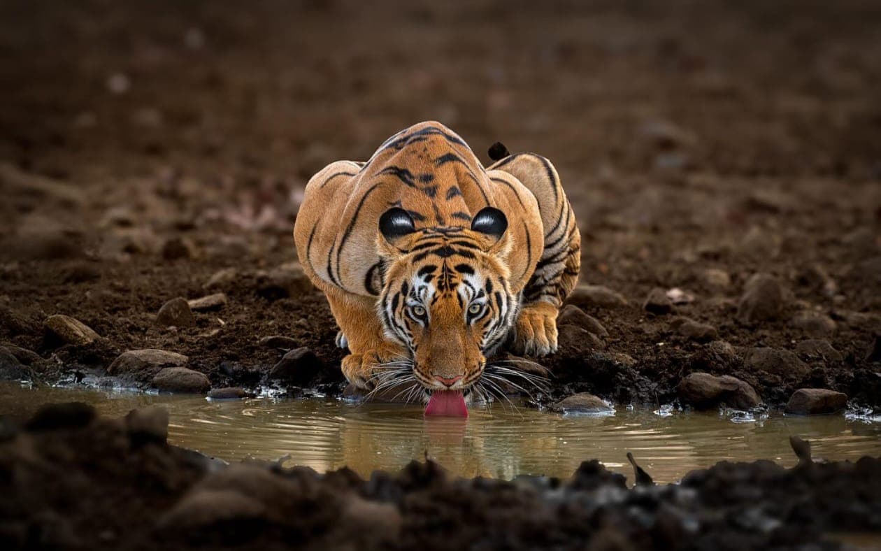 Ranthambore Jungle Safari 3DAYS/2NIGHT With Jeep Safari & Chambal Safari