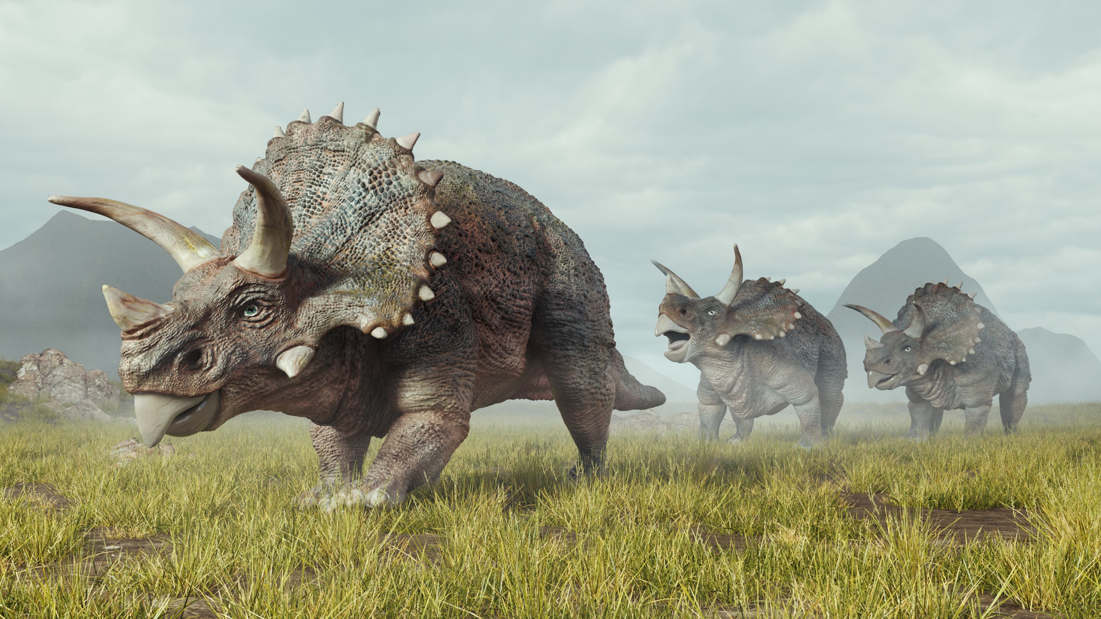 Triceratops