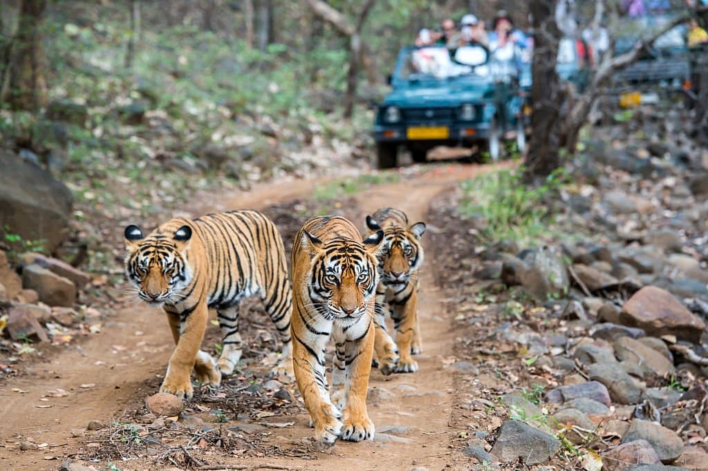 Sariska wildlife gypsy safari