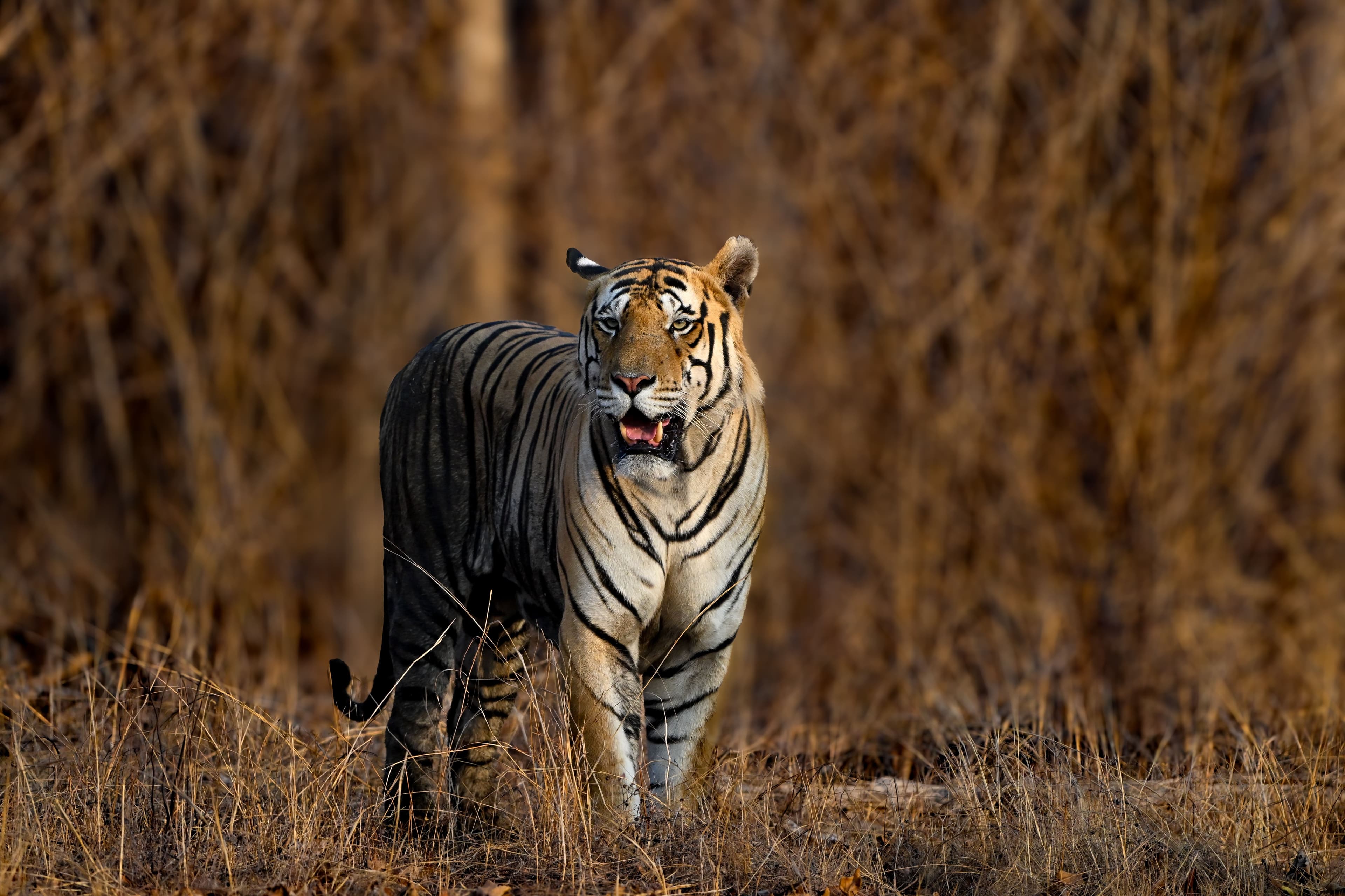 Zone 1 vs Zone 6: Which Ranthambore Safari Zone is Best?