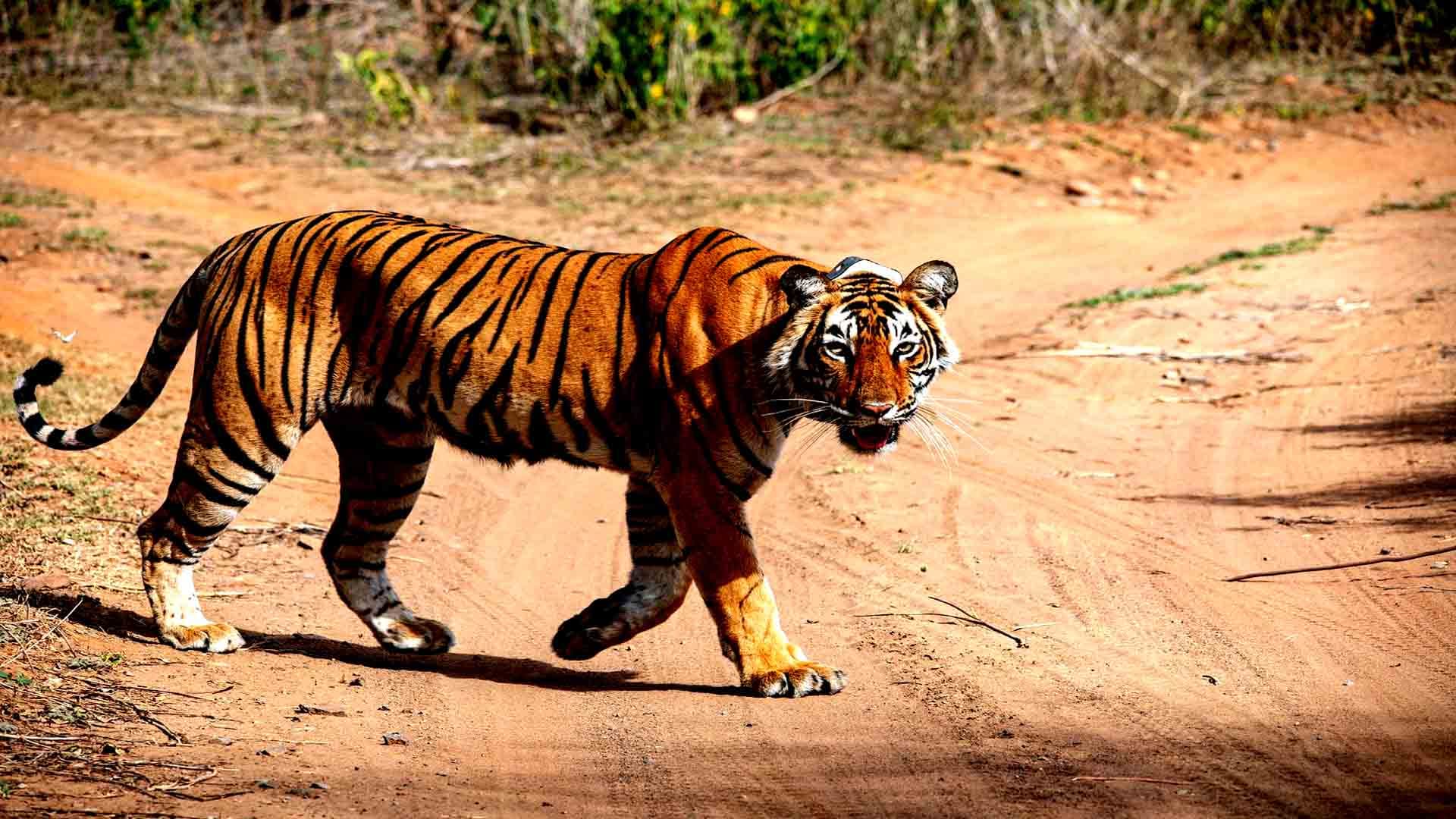 Sariska wildlife gypsy safari — photo 3