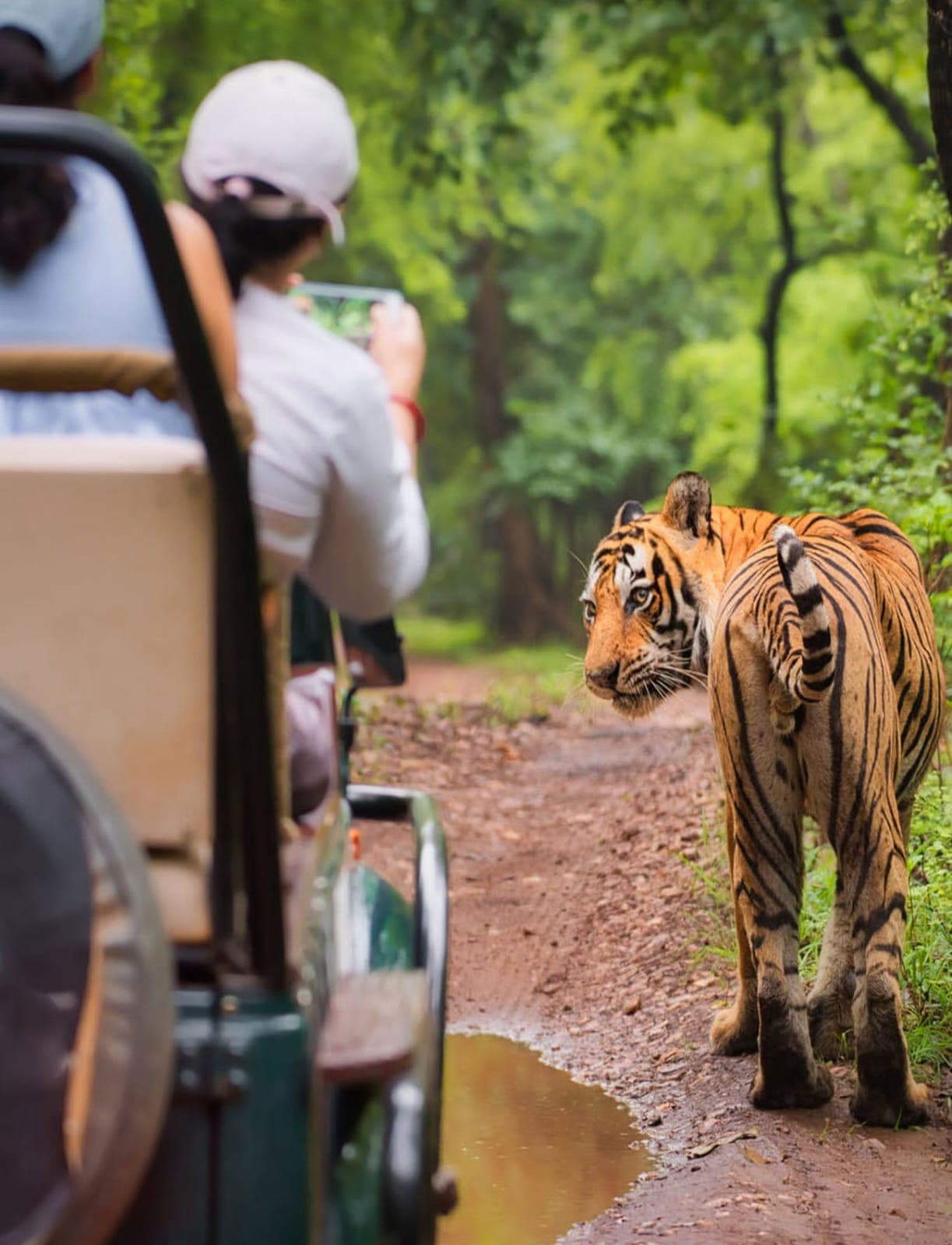 Roar of the jungle safari: Ranthambore & sariska tiger reserve with expert guide — photo 2