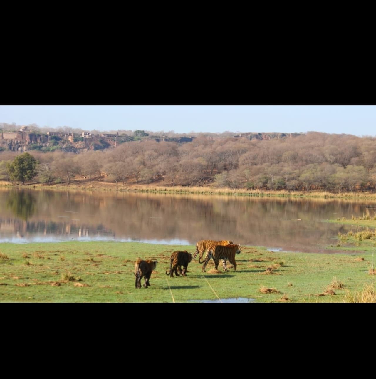 Roar of the jungle safari: Ranthambore & sariska tiger reserve with expert guide — photo 3