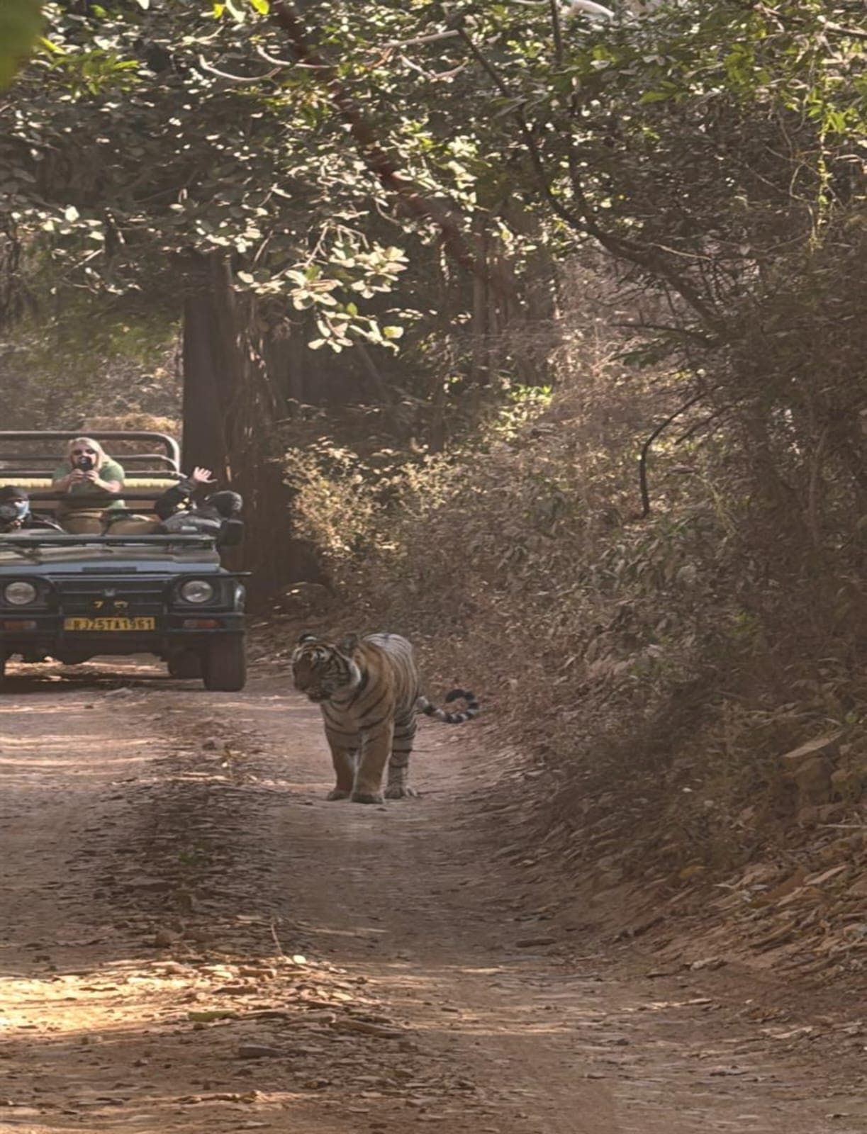 Roar of the jungle safari: Ranthambore & sariska tiger reserve with expert guide — photo 5