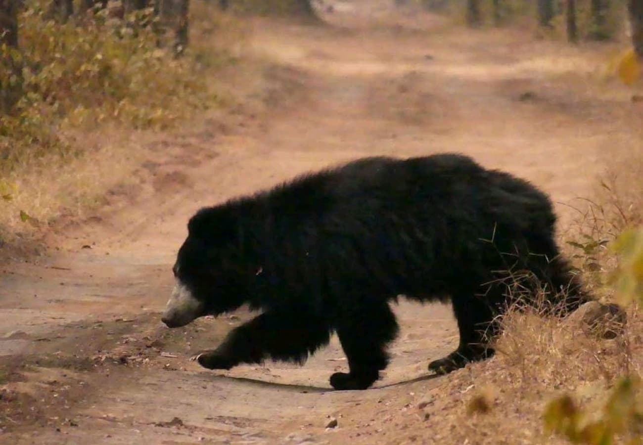 Roar of the jungle safari: Ranthambore & sariska tiger reserve with expert guide — photo 6