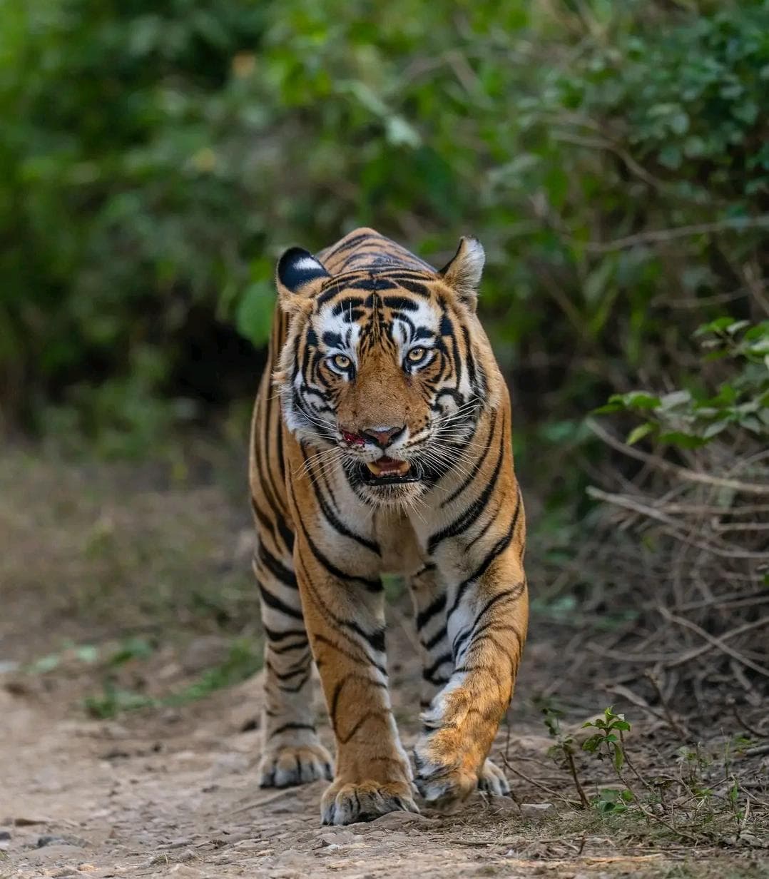 Roar of the jungle safari: Ranthambore & sariska tiger reserve with expert guide — photo 7