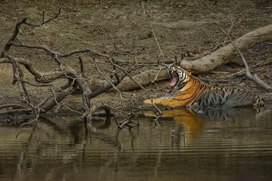from jaipur: Ranthambore guide tiger safari — photo 2