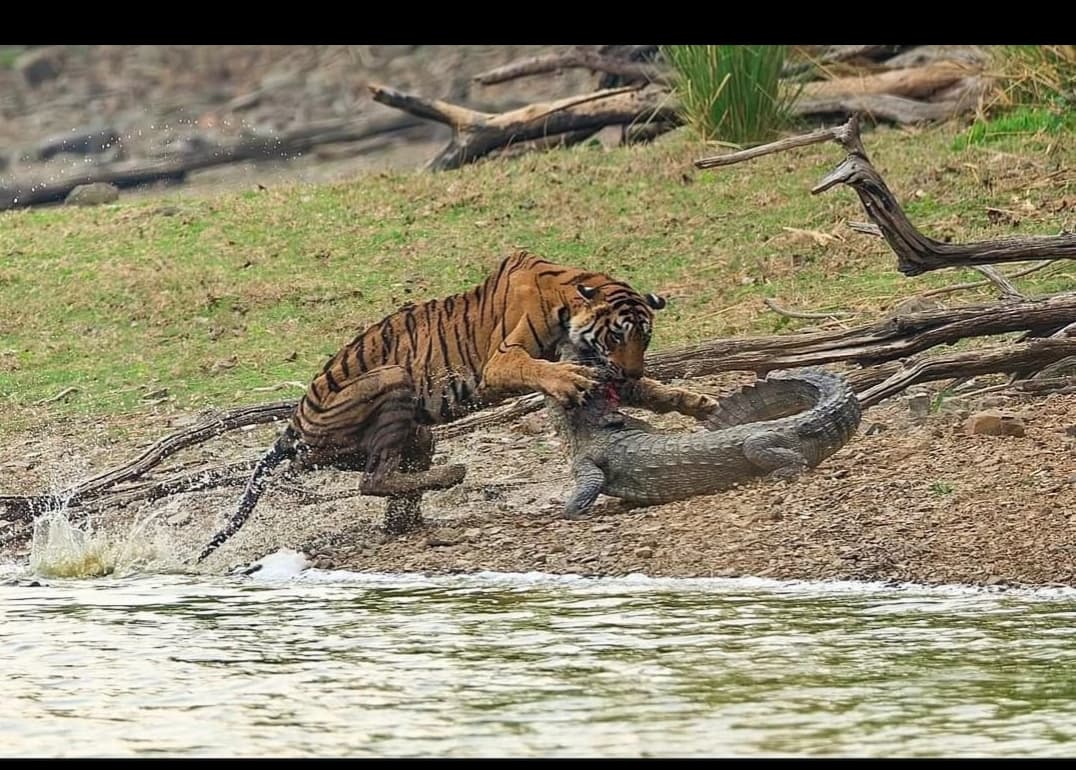 from jaipur: Ranthambore guide tiger safari — photo 3