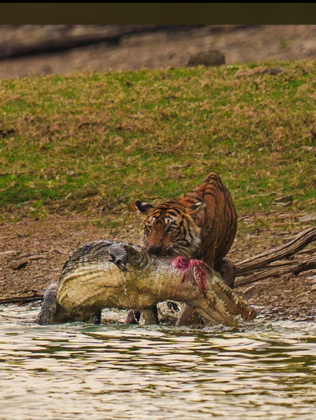from jaipur: Ranthambore guide tiger safari — photo 4