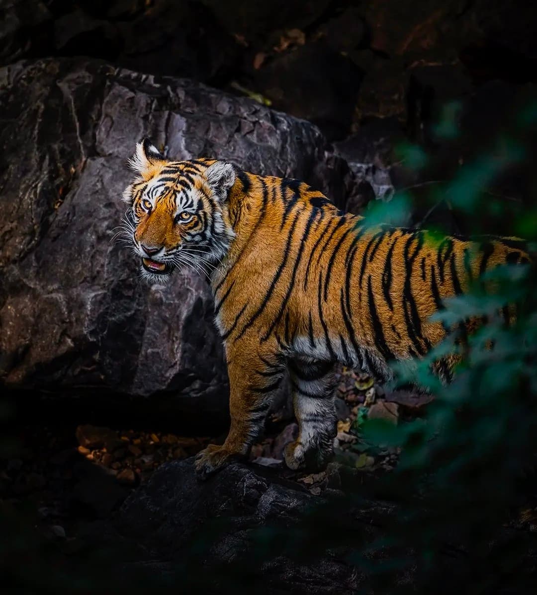 Ranthambore: gypsy or canter safari — photo 2