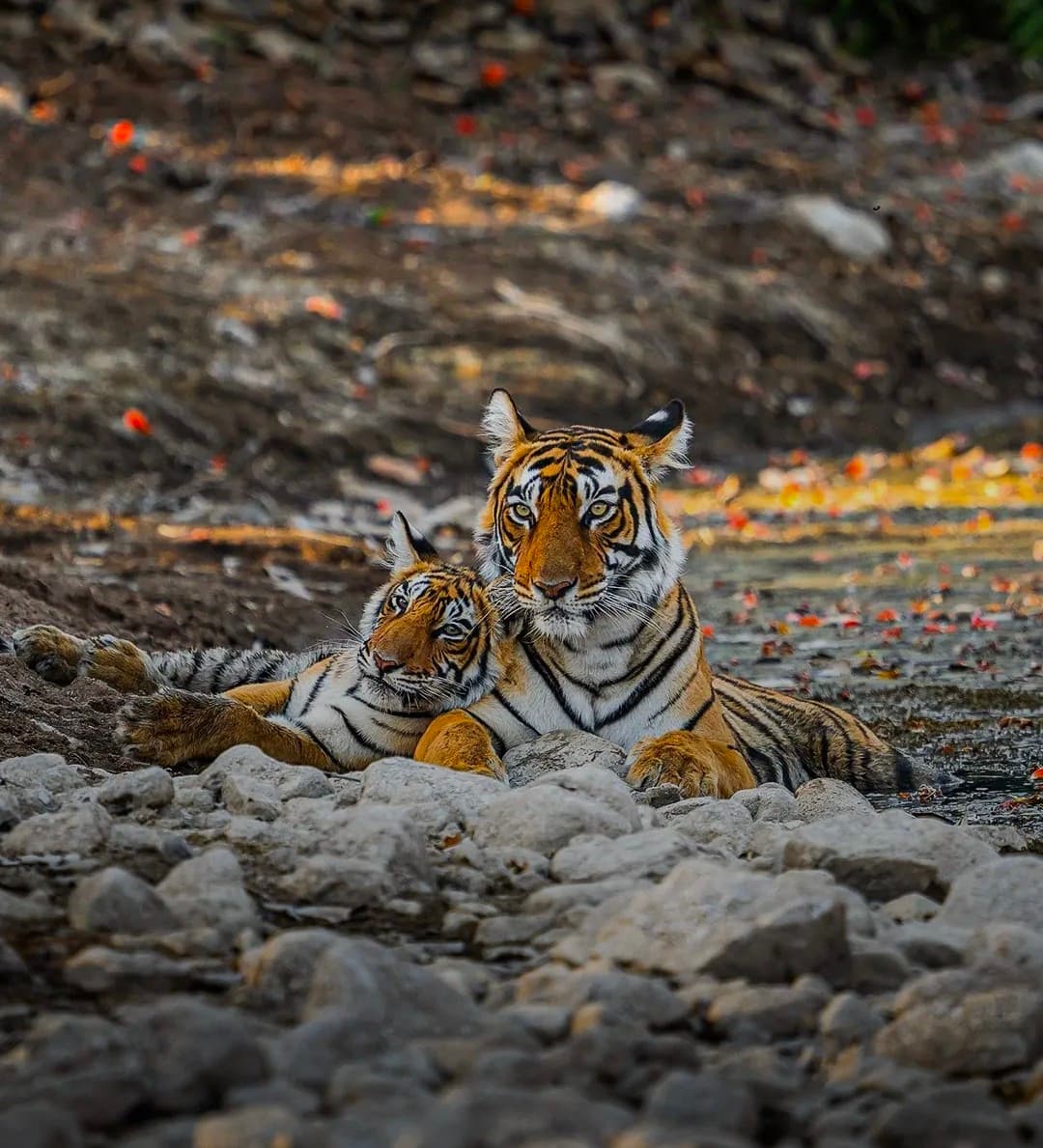 Ranthambore: gypsy or canter safari — photo 3