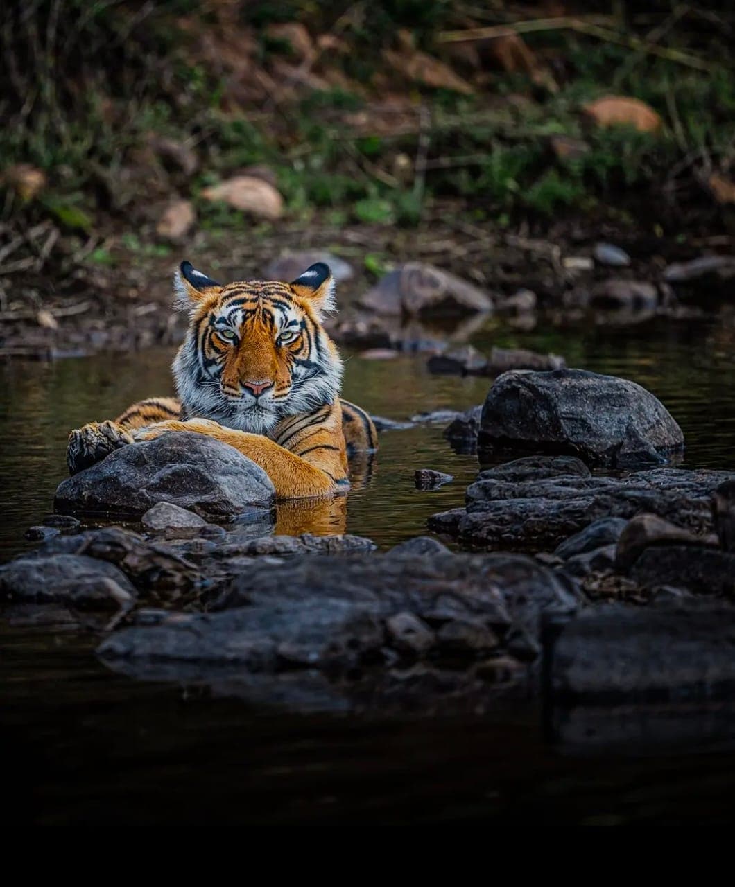Ranthambore: gypsy or canter safari — photo 4