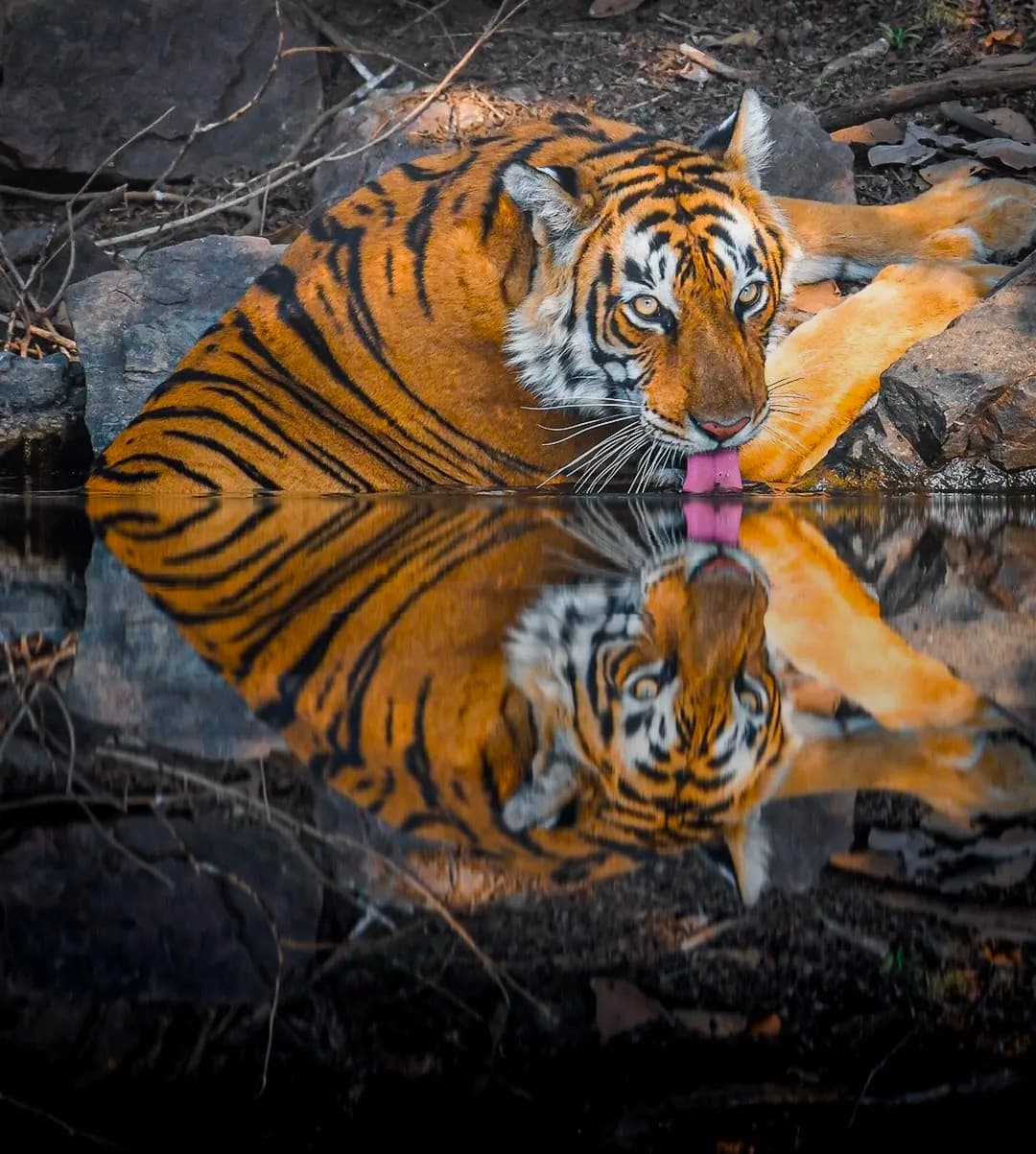 Ranthambore: gypsy or canter safari — photo 5