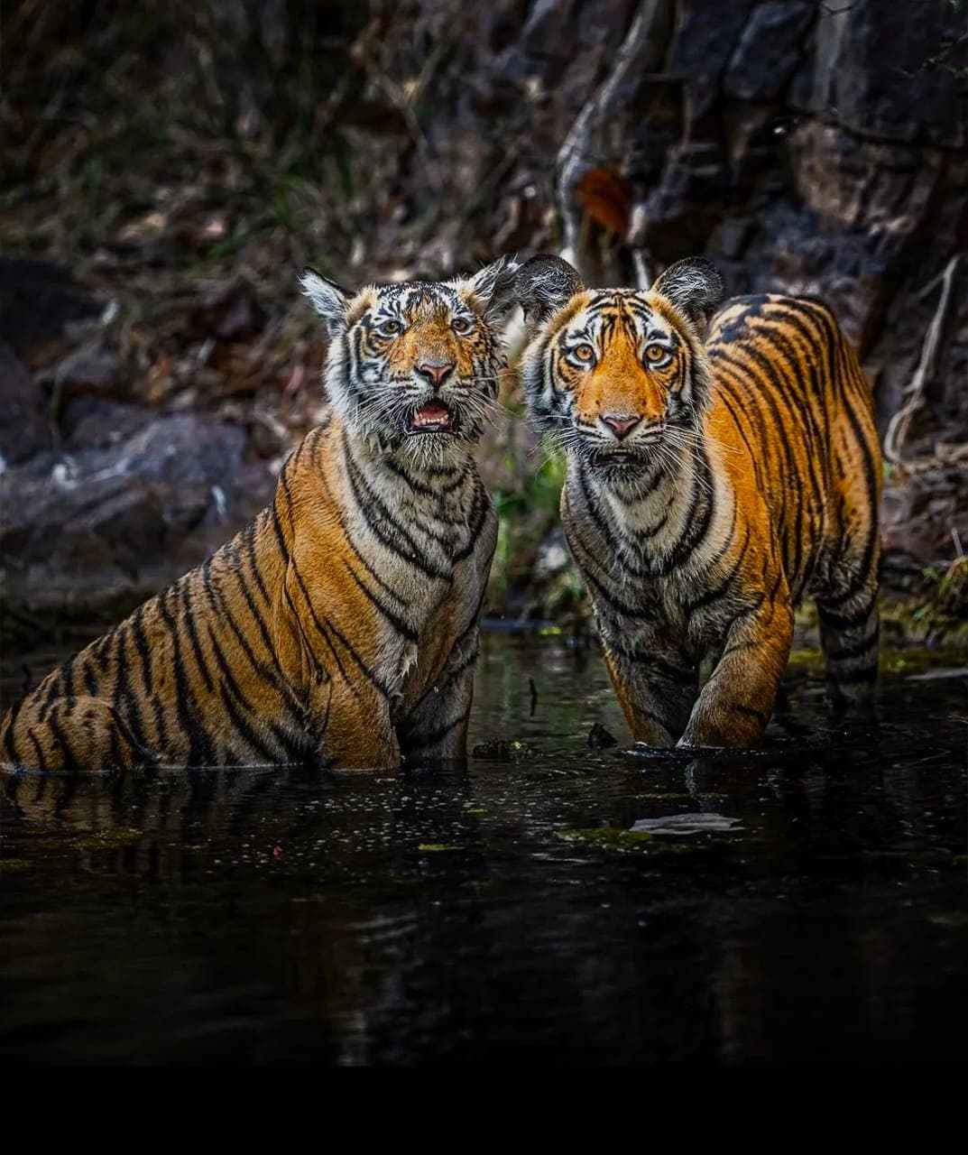 Ranthambore: gypsy or canter safari — photo 7