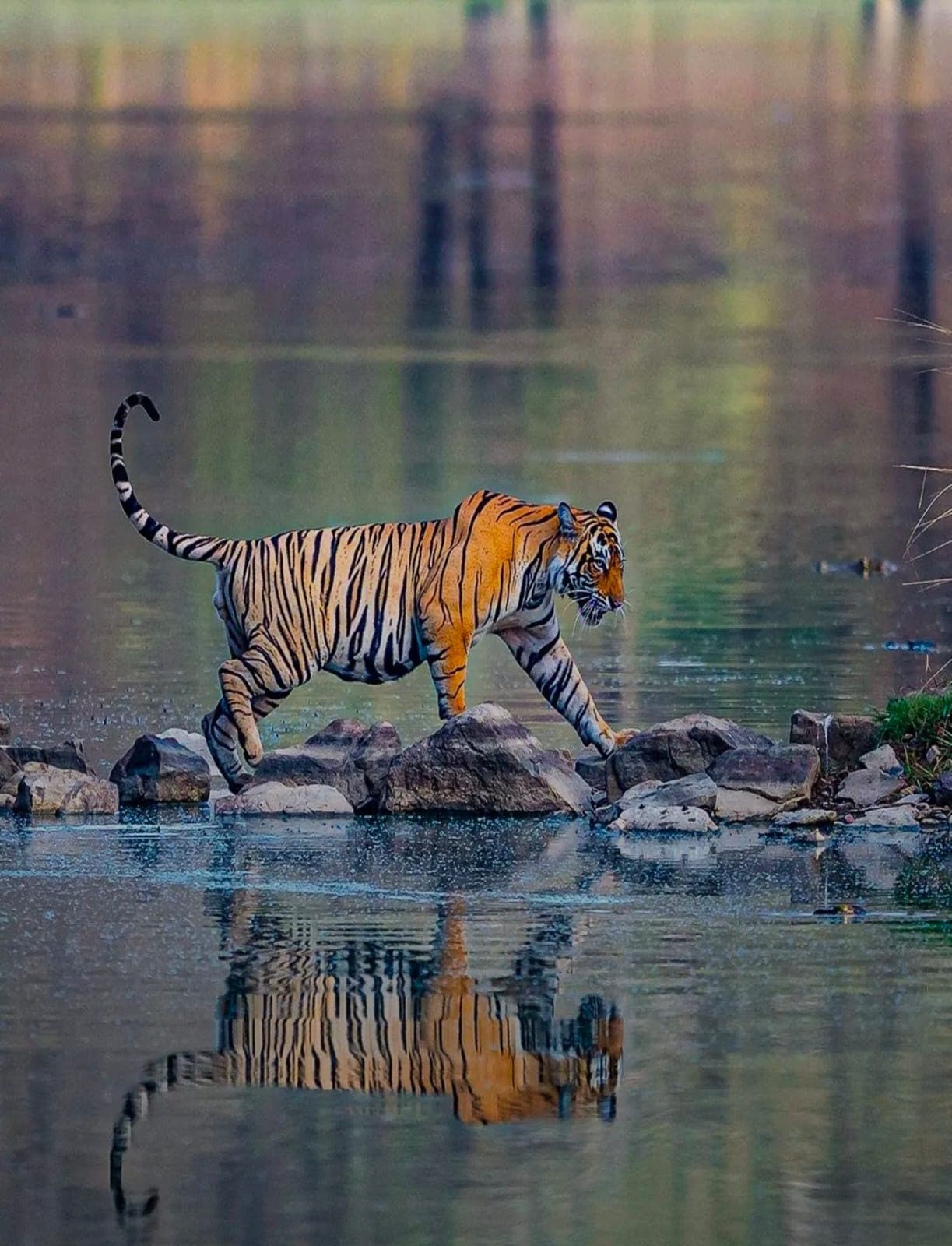 Ranthambhore holiday package — photo 2