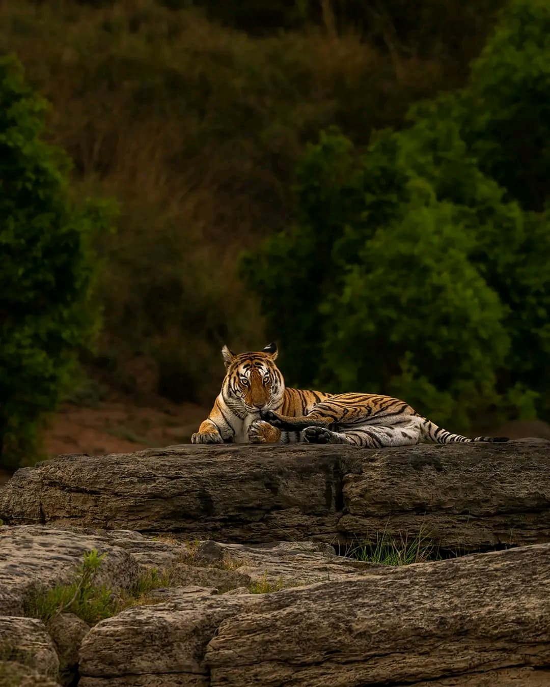 Ranthambhore holiday package — photo 3