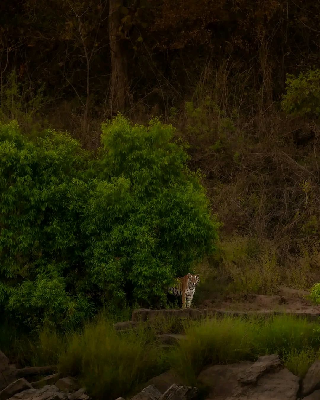 Ranthambhore holiday package — photo 4