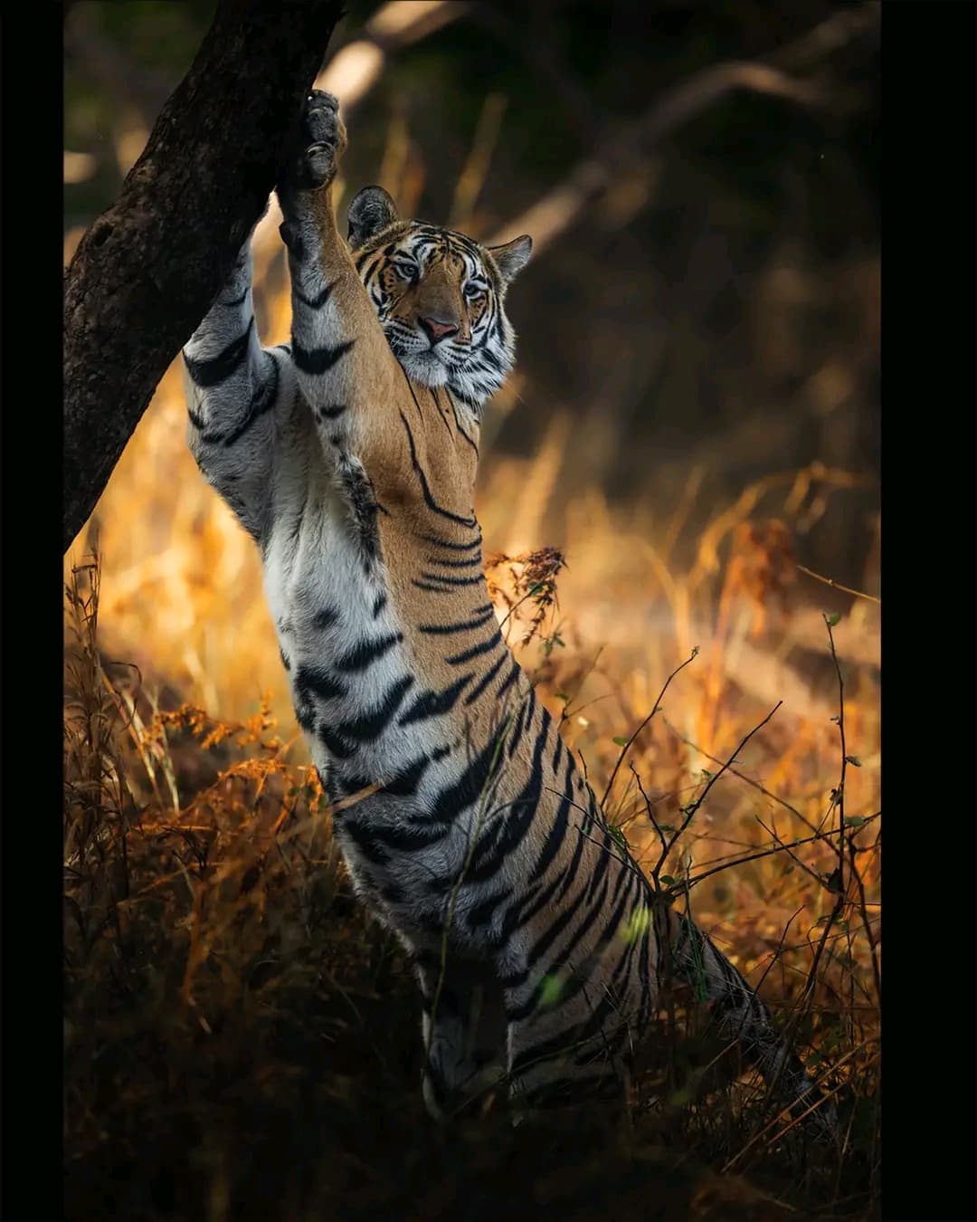 Ranthambhore holiday package — photo 5