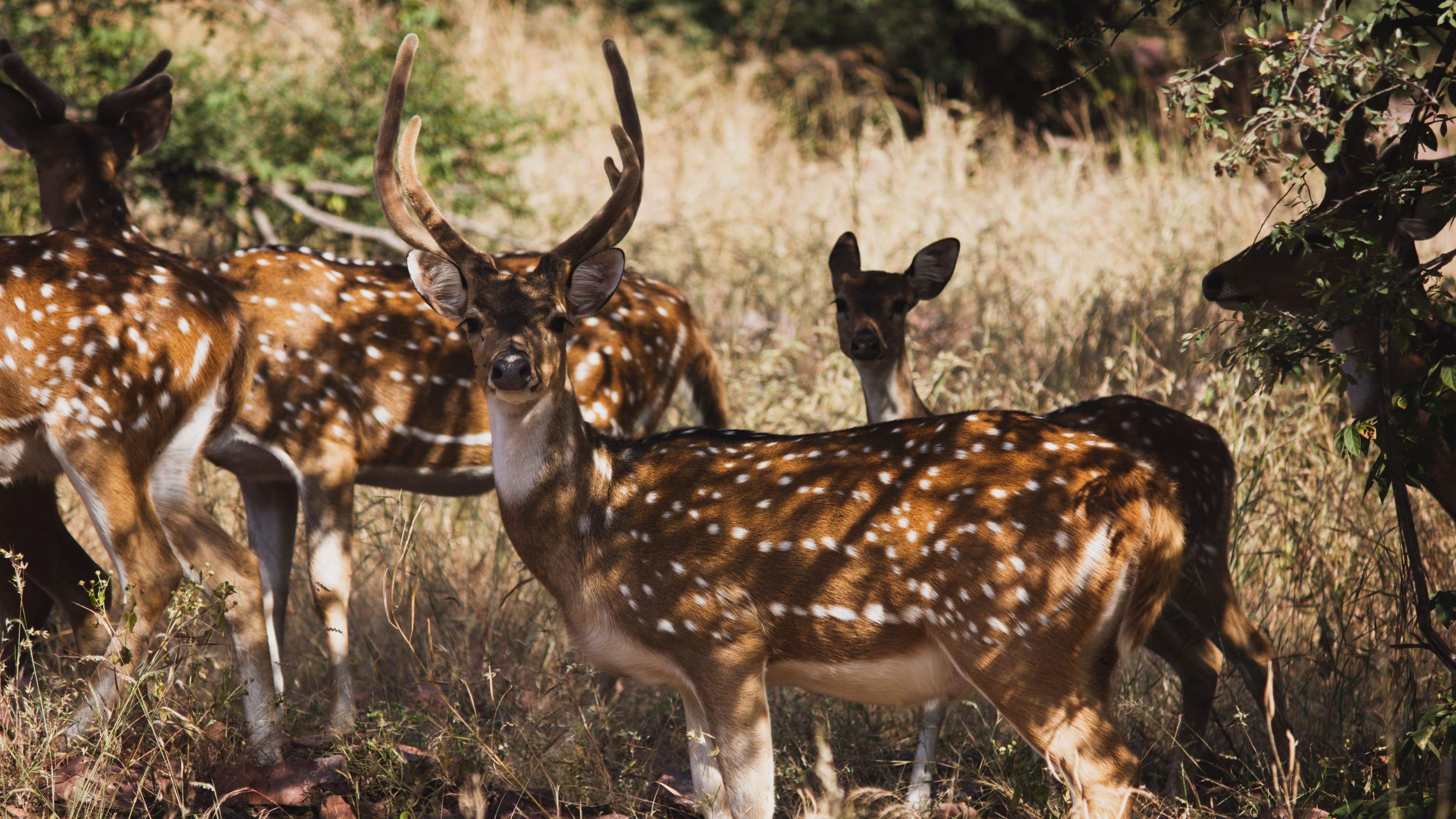 Ranthambore Jungle Safari 3DAYS/2NIGHT With Jeep Safari & Chambal Safari — photo 3