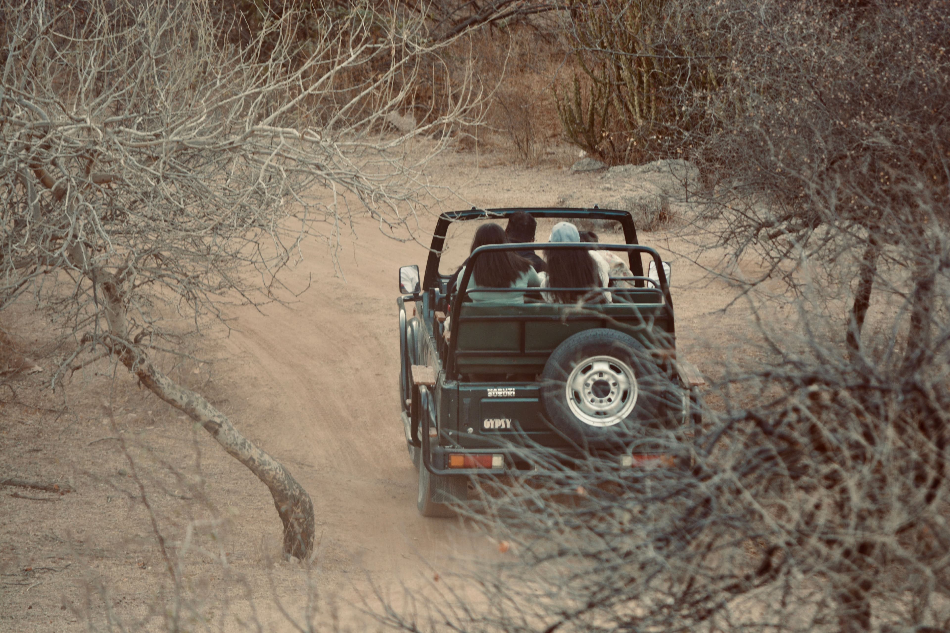 1 Day Ranthambore: gypsy or canter safari