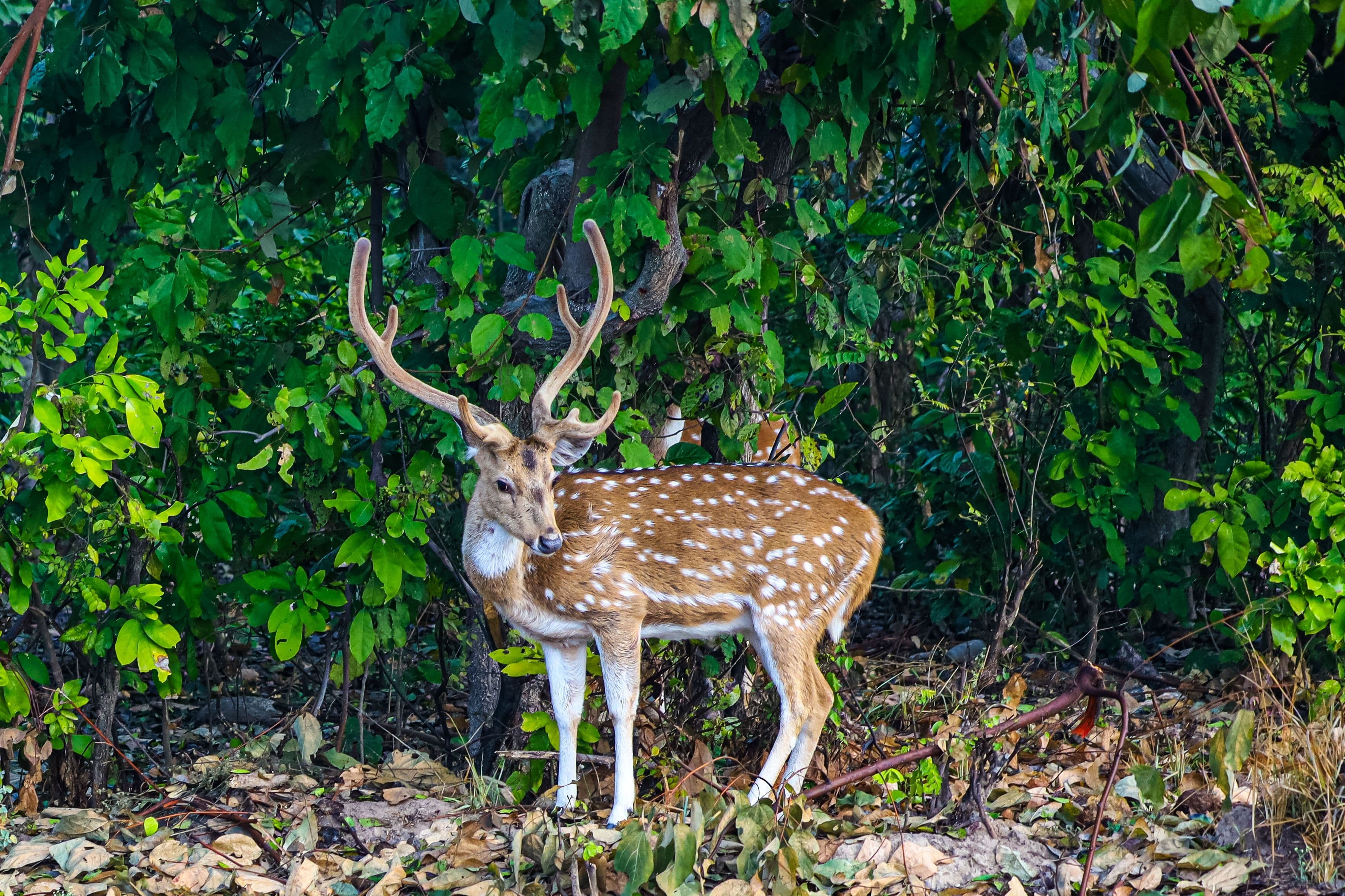 1 Day Ranthambore: gypsy or canter safari — photo 7