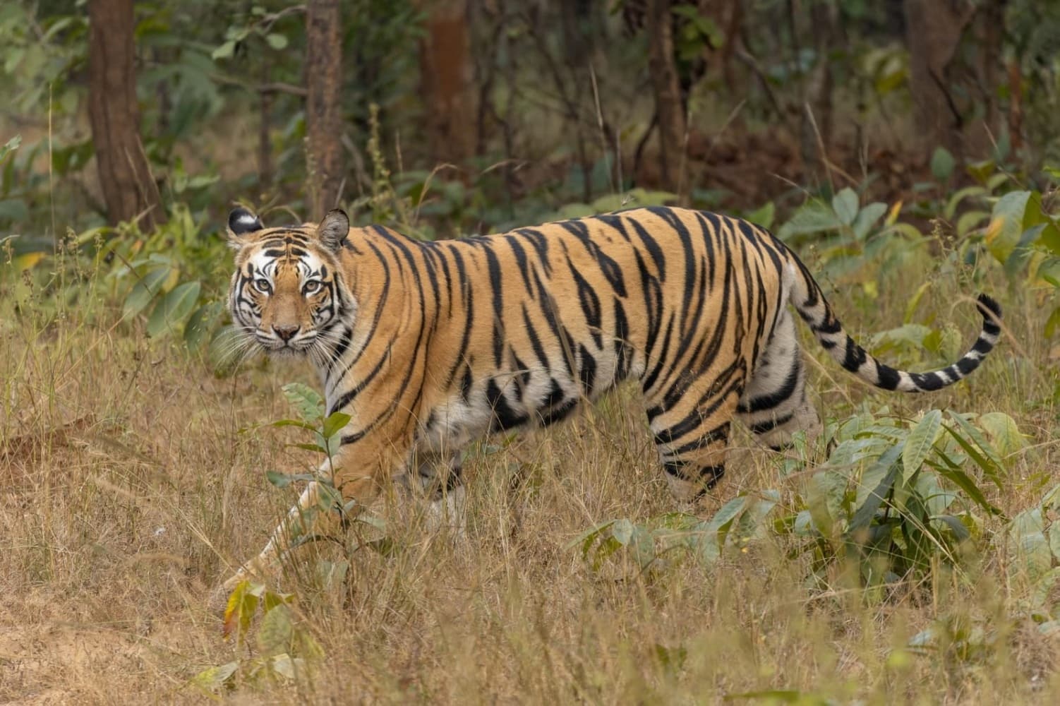 Ranthambore Jungle Safari 3DAYS/2NIGHT With Jeep Safari & Chambal Safari