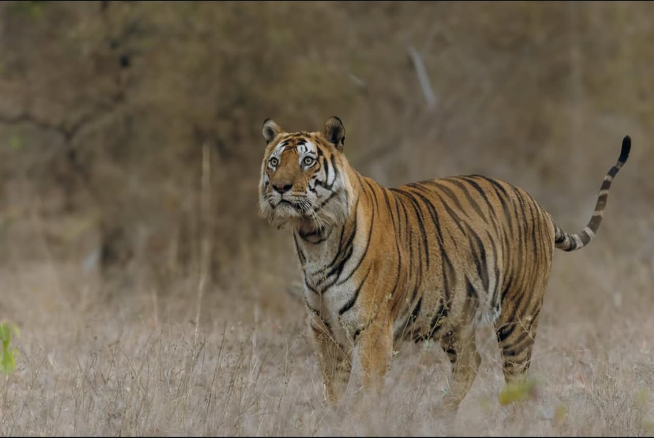 Ranthambore Holyday Package