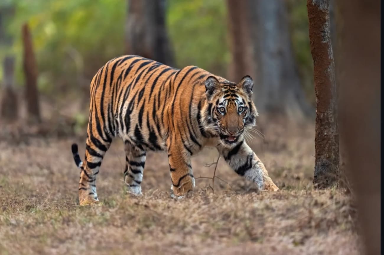 Jaipur & Ranthambore Wildlife Tour