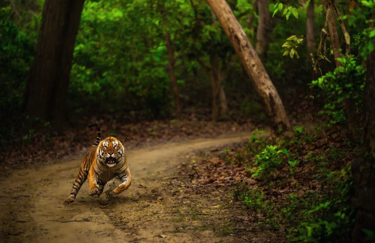 Roar of the jungle safari: Ranthambore & sariska tiger reserve with expert guide