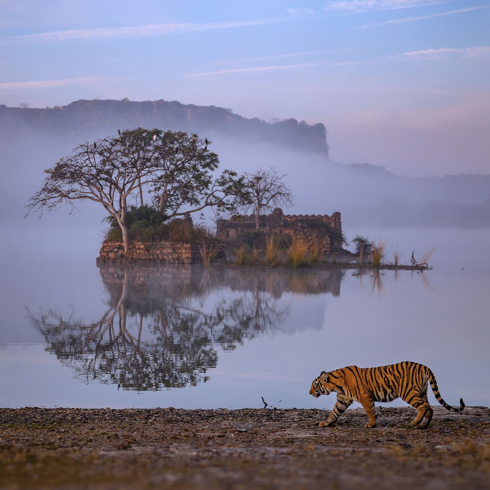 Wild Leopard resting on rock in Jaipur