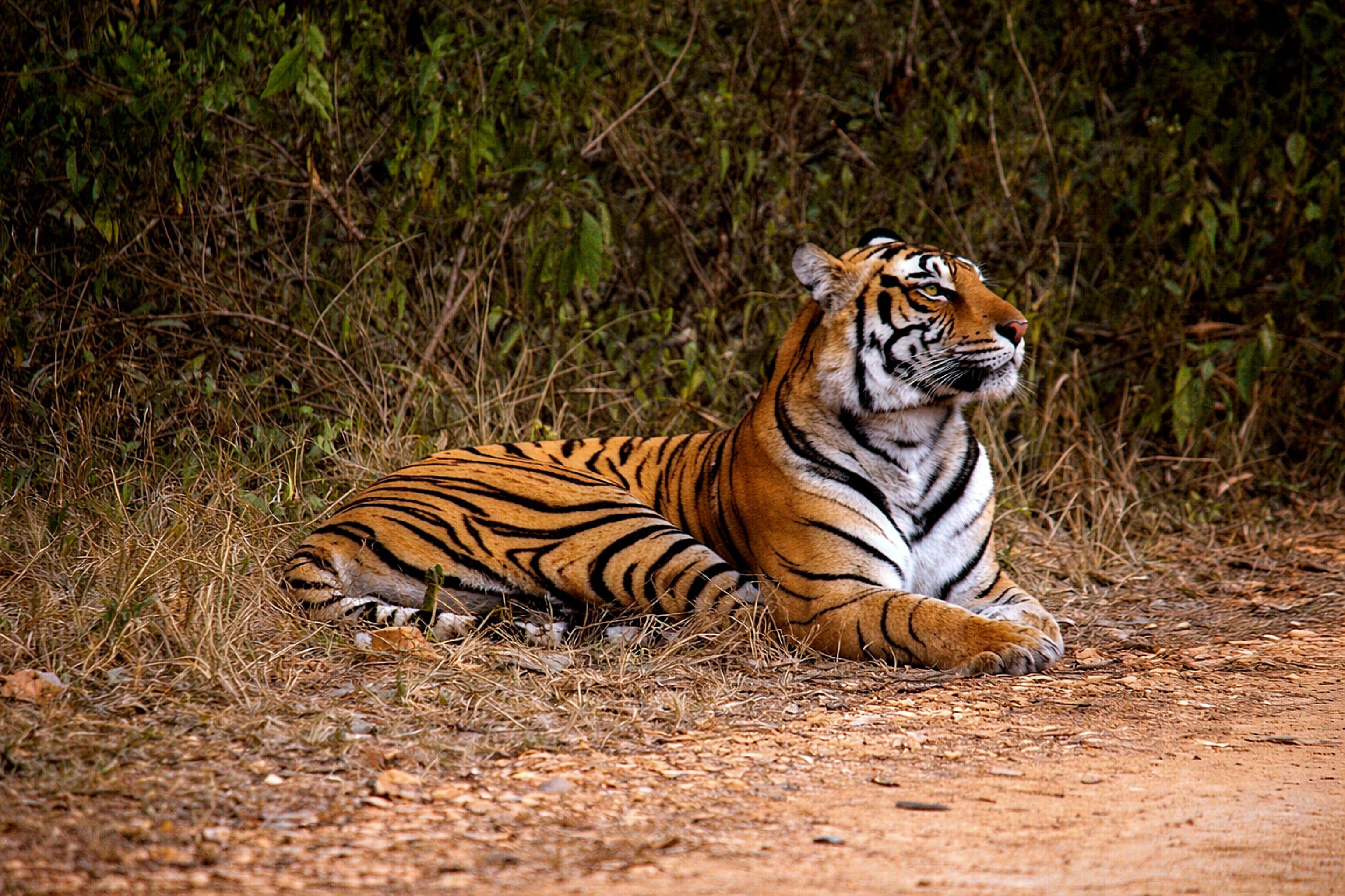 Royal Bengal Tiger in Ranthambhore National Park