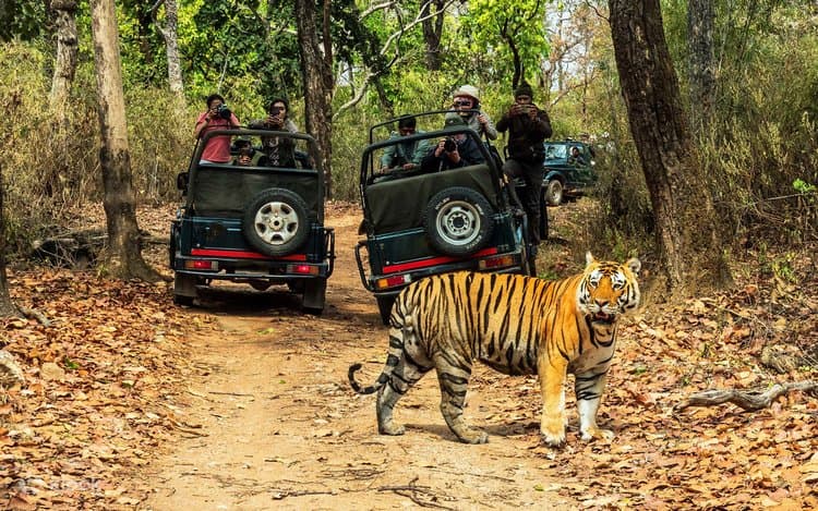 Ranthambore shared jeep safari