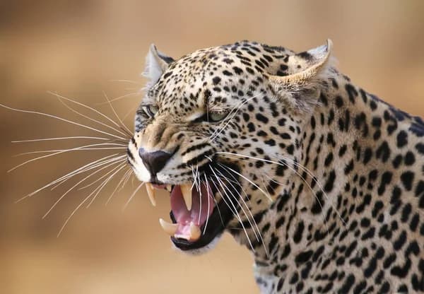 Majestic Safari Experience